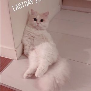 Meet your Posher, Rose